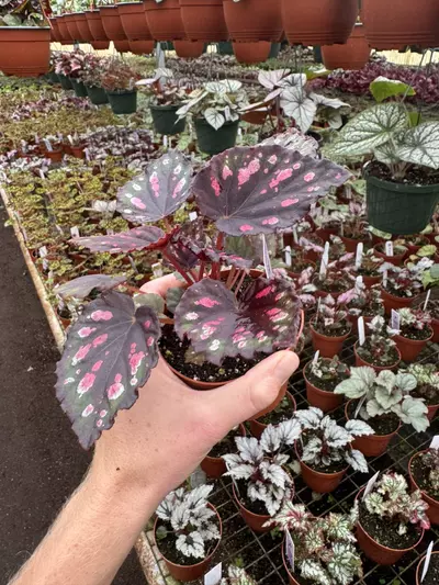 plant/Begonia Harmony’s red hots 4” pot growers choice-4-thumbnail