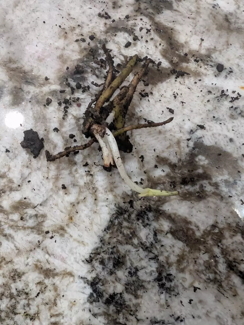 plant/Stylochaeton Bogneri RHIZOME CLUSTER #6-0