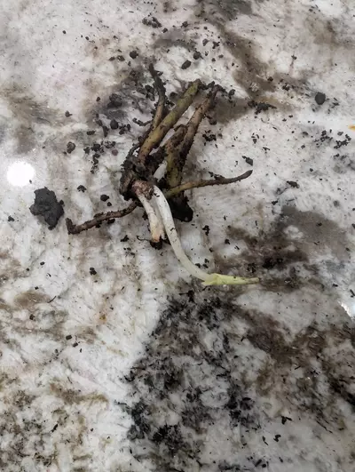 plant/Stylochaeton Bogneri RHIZOME CLUSTER #6-0-thumbnail