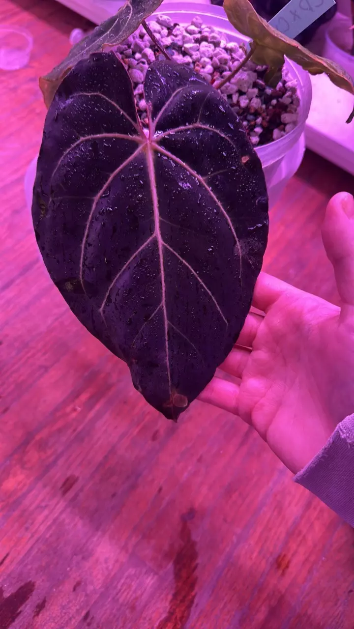 plant/Anthurium Circus peanuts X Carla-0