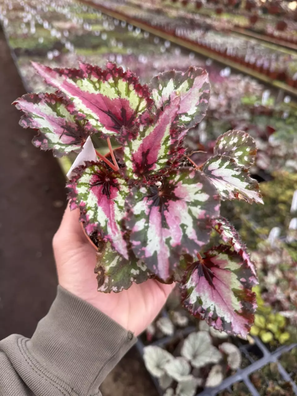 plant/Begonia Harmony’s red star 4” pot growers choice-0