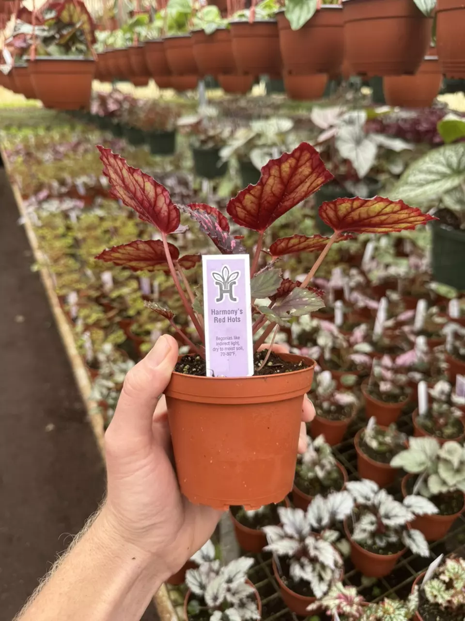 plant/Begonia Harmony’s red hots 4” pot growers choice-6