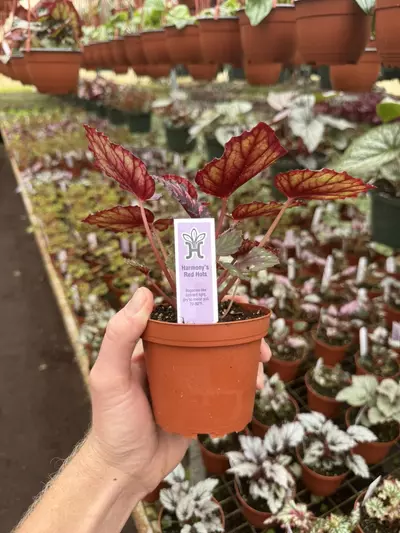 plant/Begonia Harmony’s red hots 4” pot growers choice-6-thumbnail