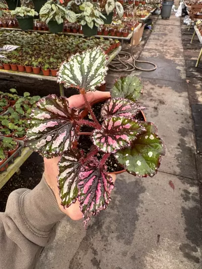 plant/Begonia Lacey clossom 4” pot growers choice-2-thumbnail