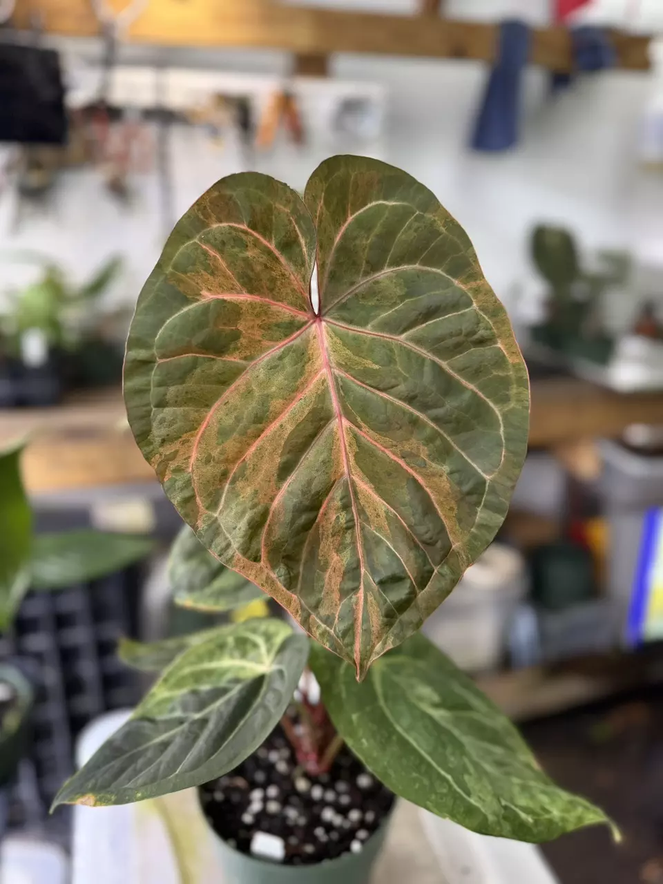 plant/Justin x red crystal-0