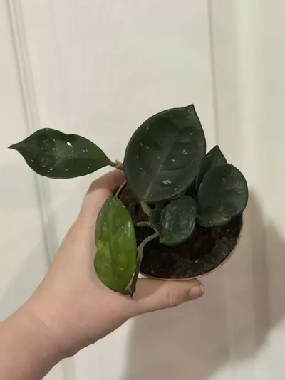 plant/Hoya Carnosa Snow Ball-0-thumbnail