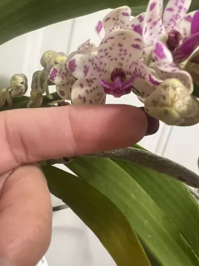 plant/Rhynchostylis gigantea spots b52 - in full bloom as of 12/10-7-thumbnail