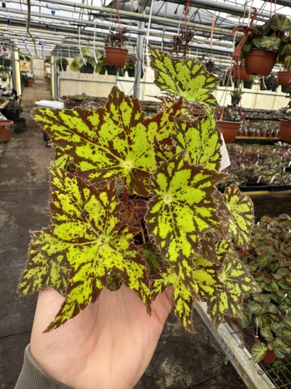 plant/Begonia phoes cleo 4” pot growers choice-0
