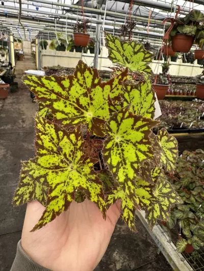 plant/Begonia phoes cleo 4” pot growers choice-0-thumbnail