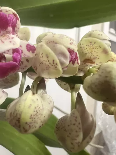 plant/Rhynchostylis gigantea spots b52 - in full bloom as of 12/10-6-thumbnail