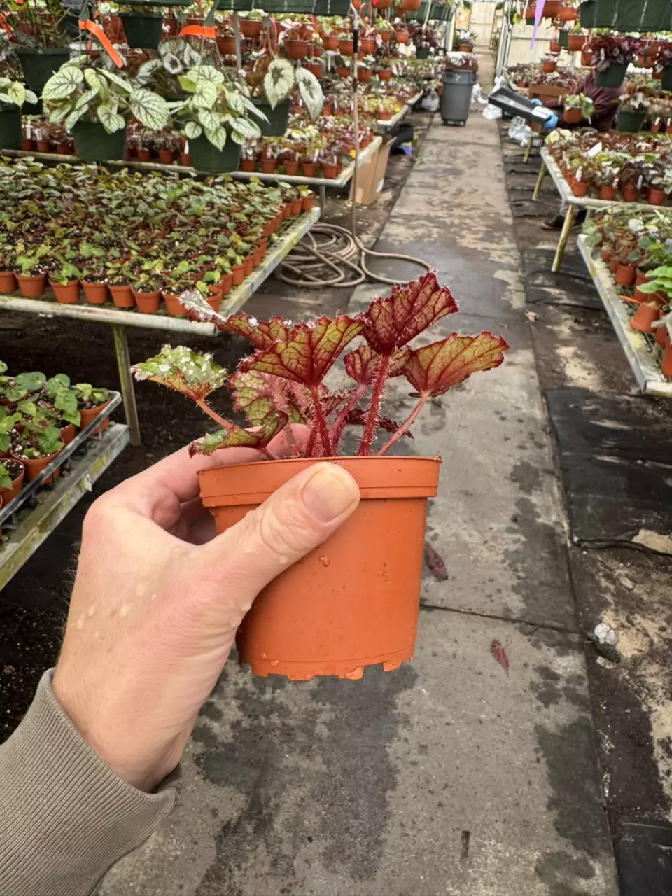 plant/Begonia Lacey clossom 4” pot growers choice-6