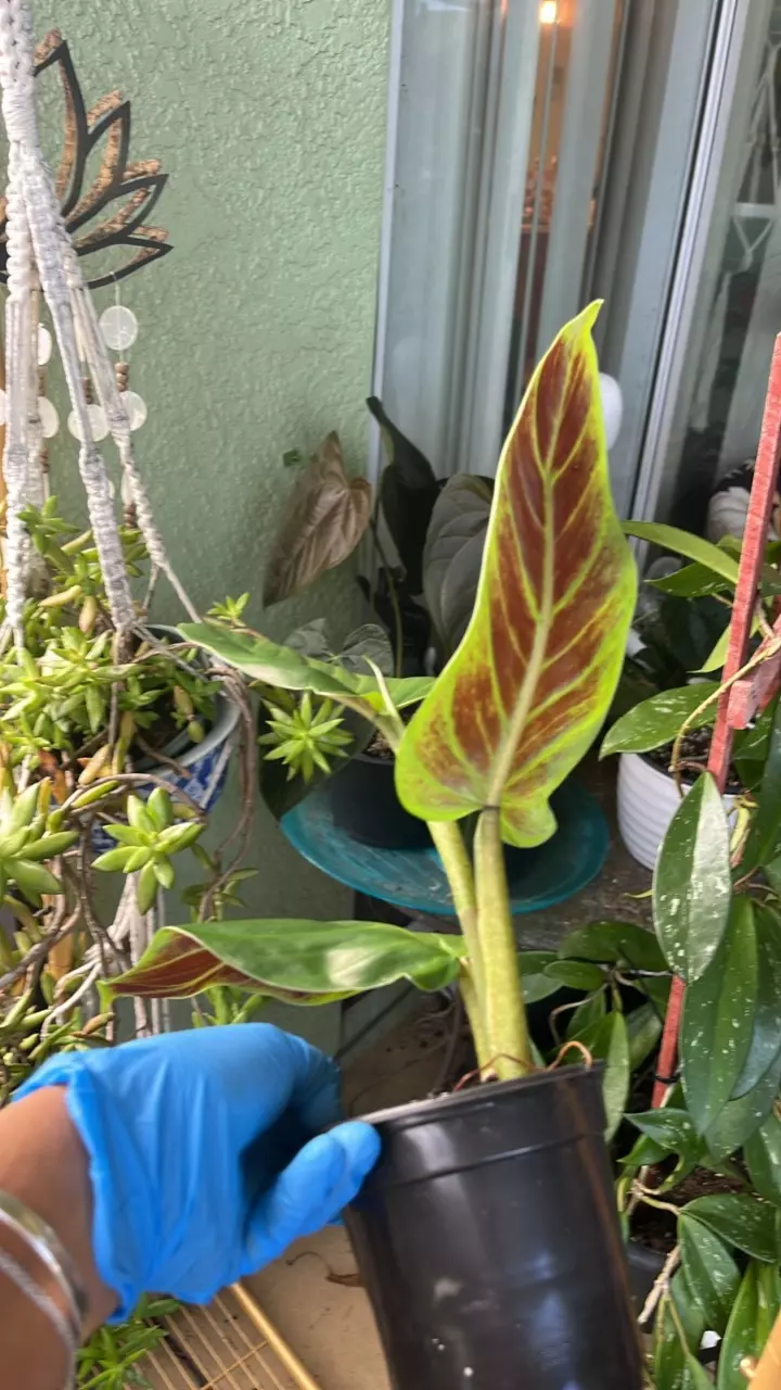 plant/Philodendron subhastatum-1