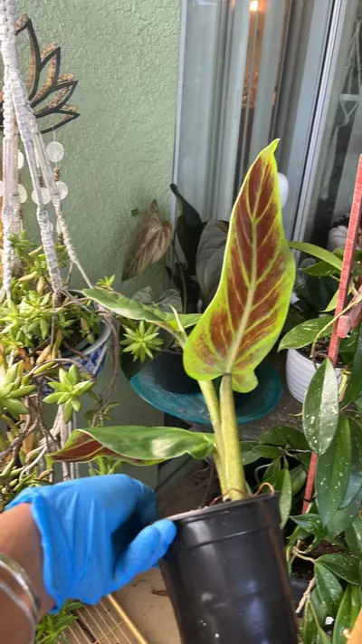 plant/Philodendron subhastatum-1-thumbnail