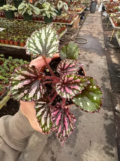 plant/Begonia Lacey clossom 4” pot growers choice-1-thumbnail