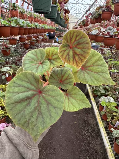 plant/Begonia sericoneura var lindeyana 4” pot growers choice-0-thumbnail