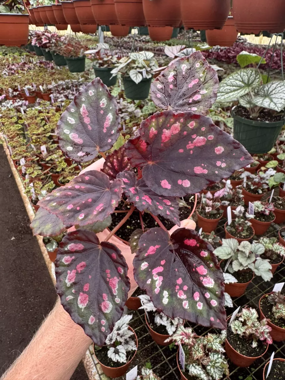 plant/Begonia Harmony’s red hots 4” pot growers choice-1