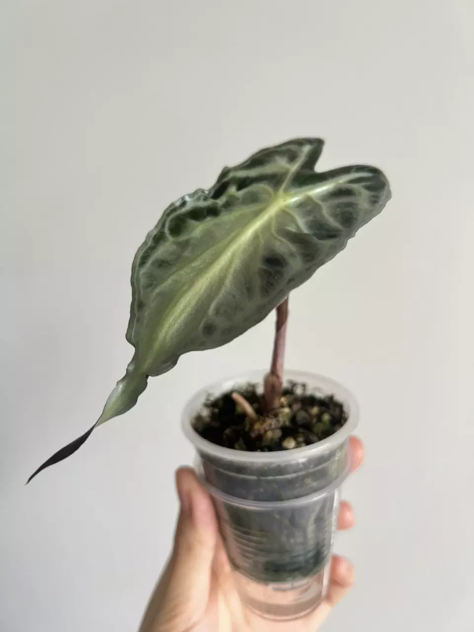 plant/Alocasia venom-1