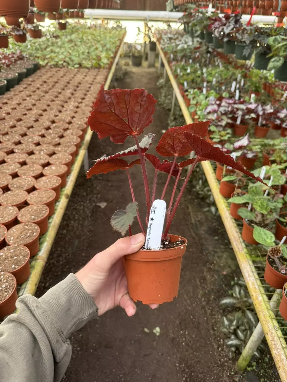 plant/Begonia taconite 4” pot growers choice-6