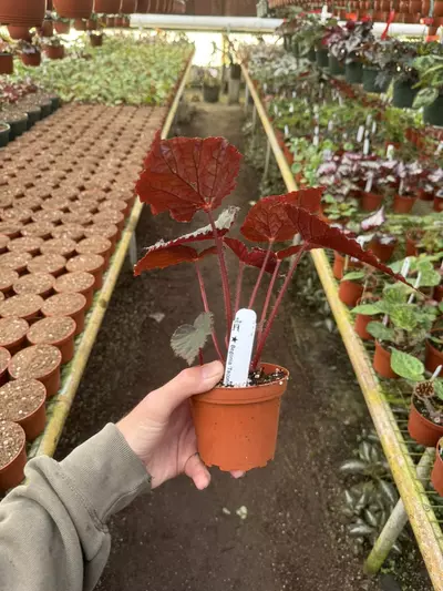 plant/Begonia taconite 4” pot growers choice-6-thumbnail