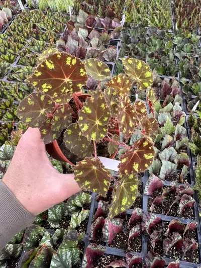 plant/Begonia Kit Kat 4” pot growers choice-2-thumbnail