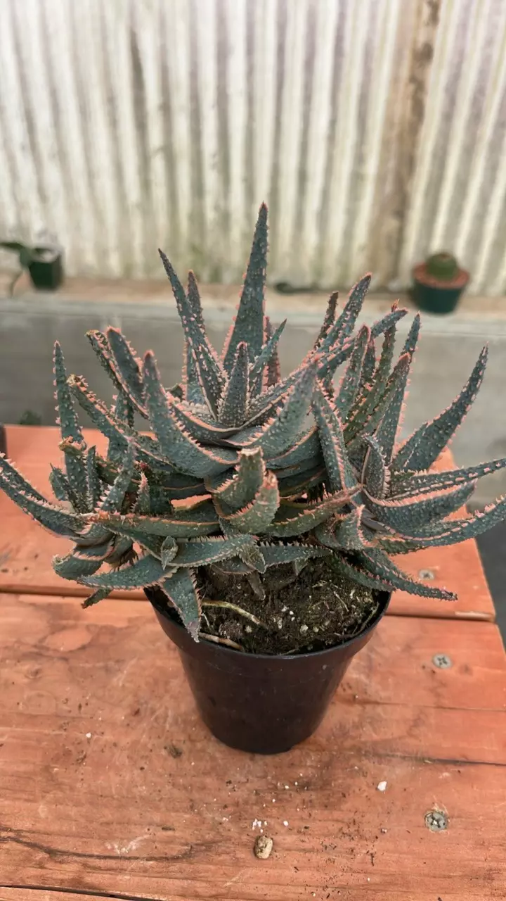 plant/Ps596 aloe purple haze-0