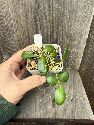 plant/Hoya heuschkeliana yellow flower-1-thumbnail