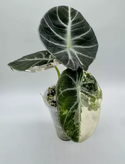 plant/Alocasia Ninja Pink-0-thumbnail