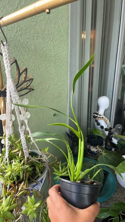 plant/Philodendron 'Sucre Slim'-1-thumbnail