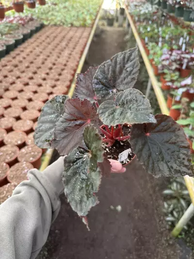 plant/Begonia taconite 4” pot growers choice-3-thumbnail