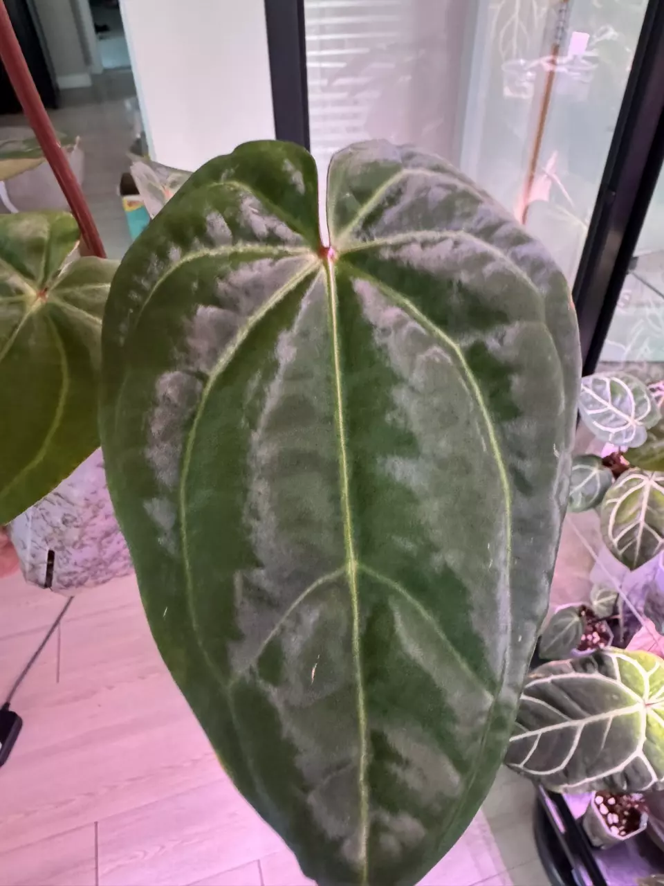 plant/(Stripey Mag x carla.) #4 x (Circus Peanuts x carla.) #2 - understoryoasis-1