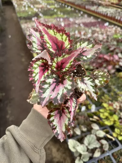 plant/Begonia Harmony’s red star 4” pot growers choice-2-thumbnail