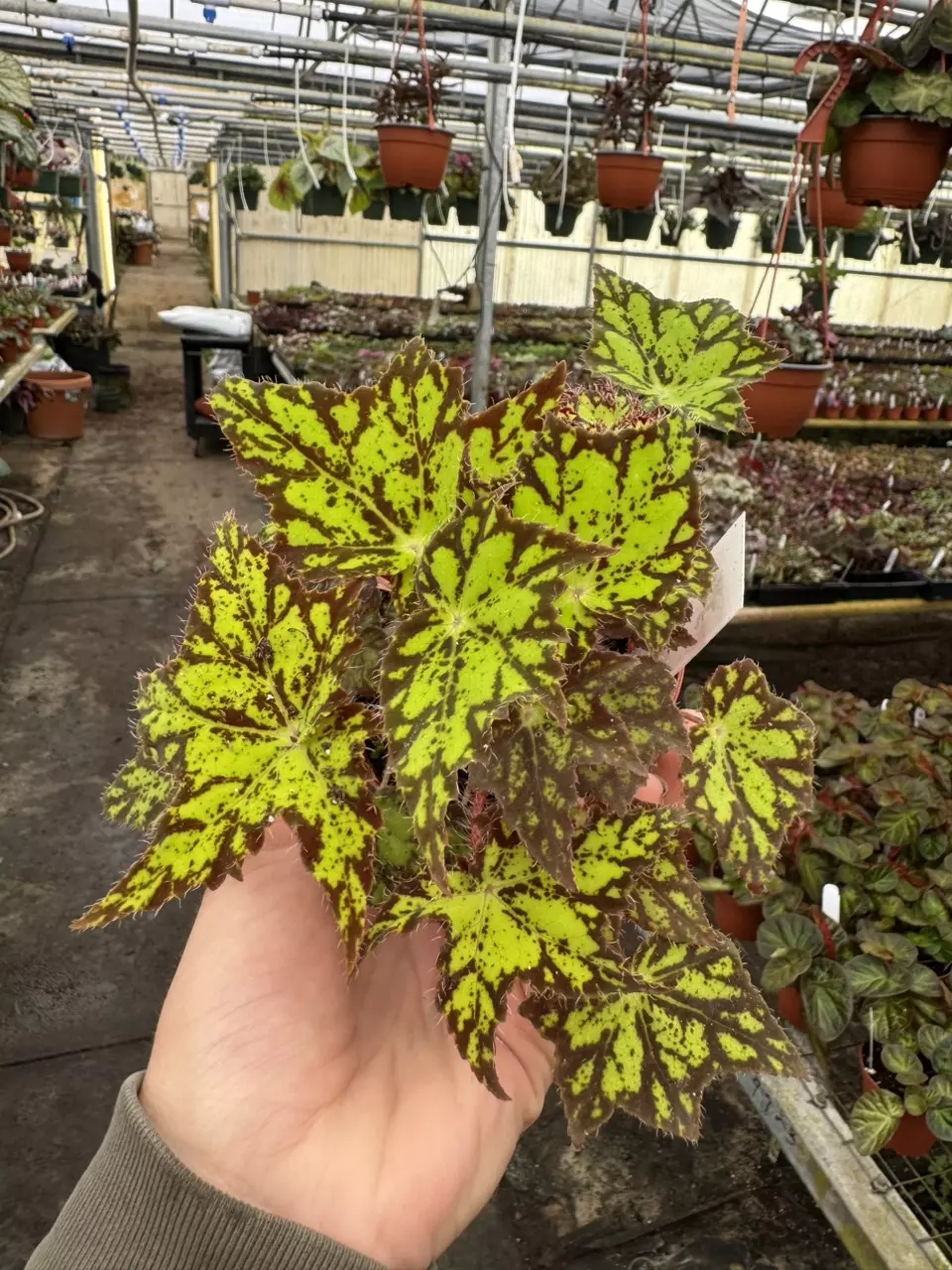 plant/Begonia phoes cleo 4” pot growers choice-1