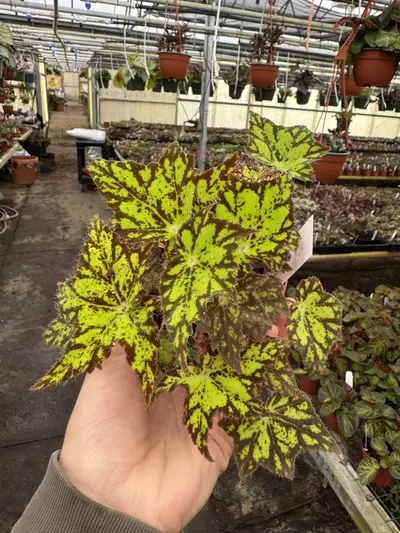 plant/Begonia phoes cleo 4” pot growers choice-1-thumbnail