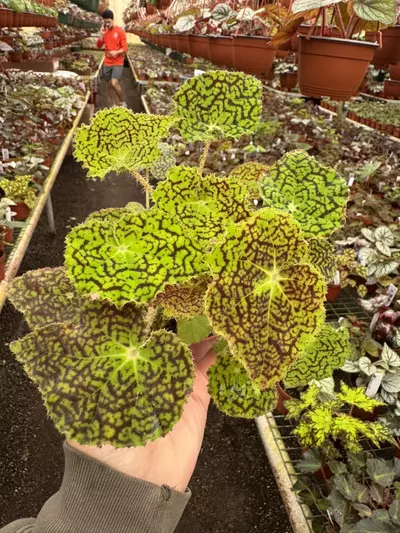 plant/Begonia deco checks 4” pot growers choice-2-thumbnail