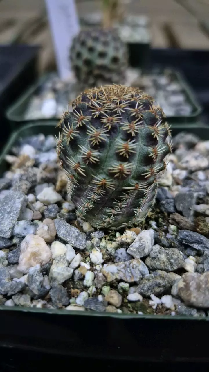 plant/C17 Sulcorebutia sp.-1