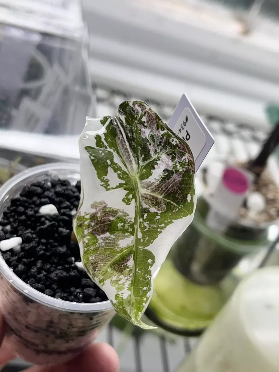 plant/Alocasia Ponk Polly Snow-1