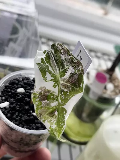 plant/Alocasia Ponk Polly Snow-1-thumbnail