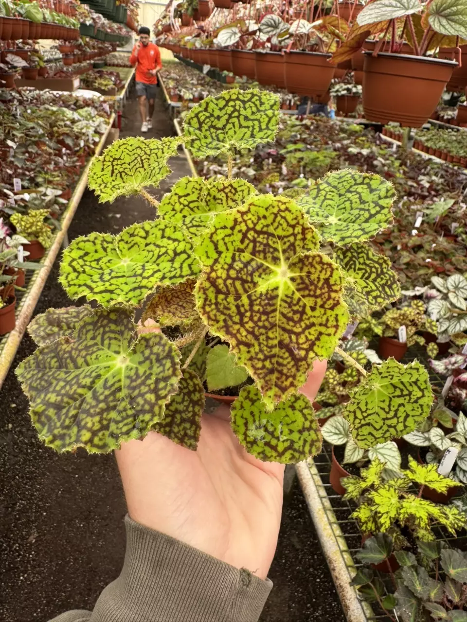 plant/Begonia deco checks 4” pot growers choice-0