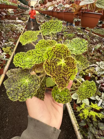 plant/Begonia deco checks 4” pot growers choice-0-thumbnail