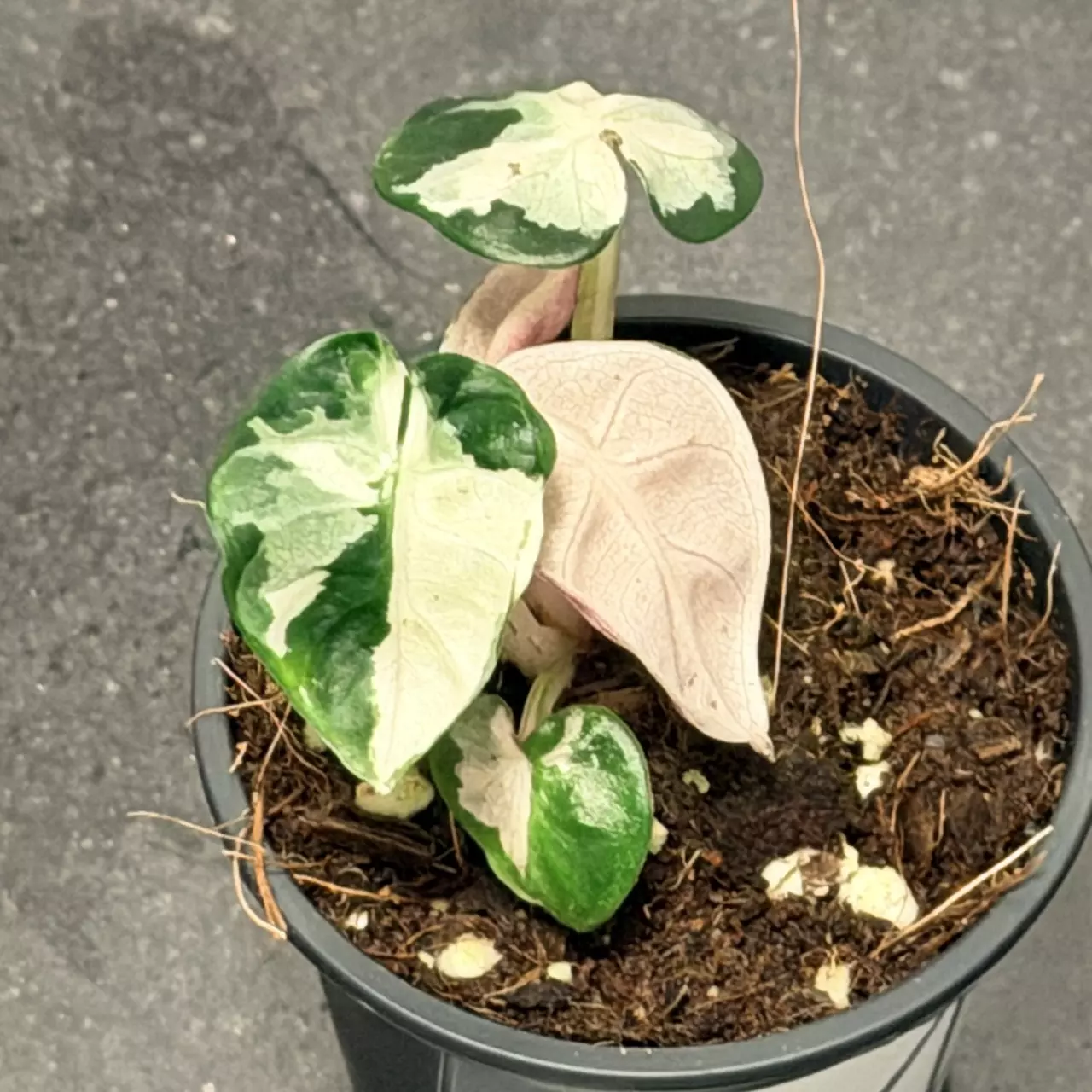 plant/Alocasia Pink Balloon Heart-0