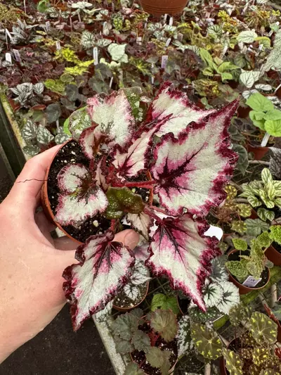 plant/Begonia Harmony’s flame song 4” pot growers choice-2-thumbnail