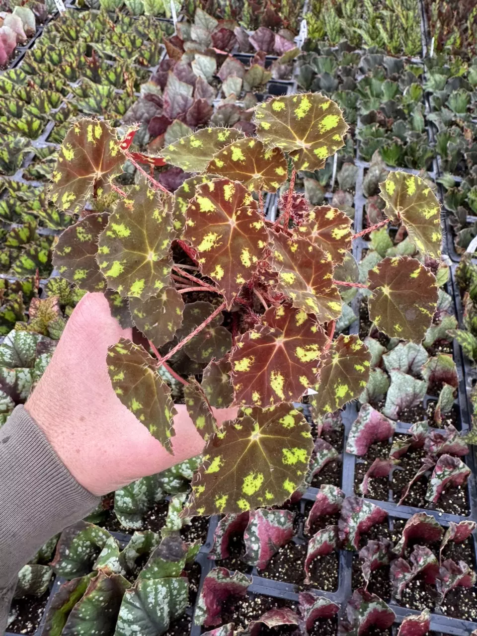 plant/Begonia Kit Kat 4” pot growers choice-0