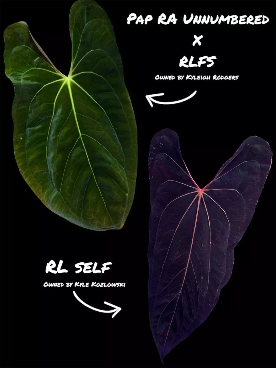 plant/(Pap RA Unnumbered x RLFS) x RL Self-0