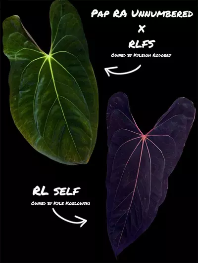 plant/(Pap RA Unnumbered x RLFS) x RL Self-0-thumbnail