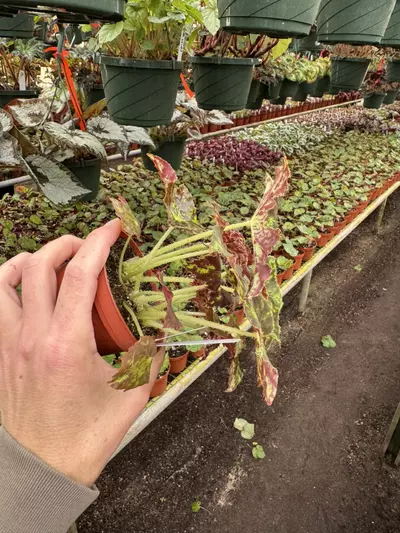 plant/Begonia phoes butterscotch 4” pot growers choice-4-thumbnail