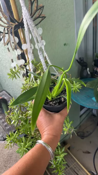 plant/Philodendron 'Sucre Slim'-2-thumbnail