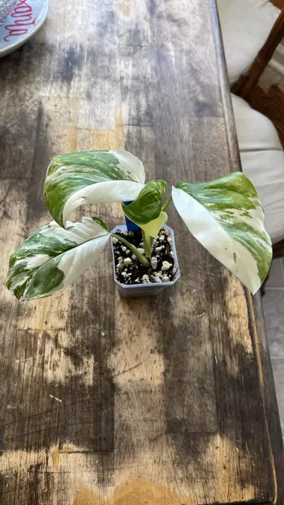 plant/#102 Monstera Lechleriana-3-thumbnail