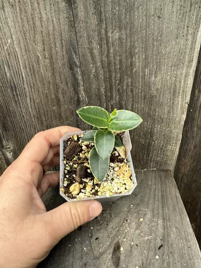 plant/Hoya cumingiana albo-1-thumbnail