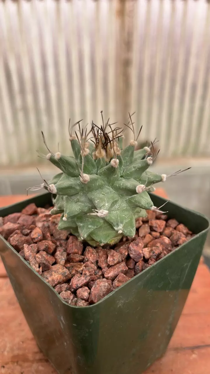 plant/Ps527 Turbinicarpus alonsoi-0