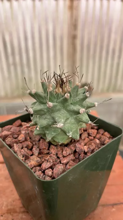 plant/Ps527 Turbinicarpus alonsoi-0-thumbnail